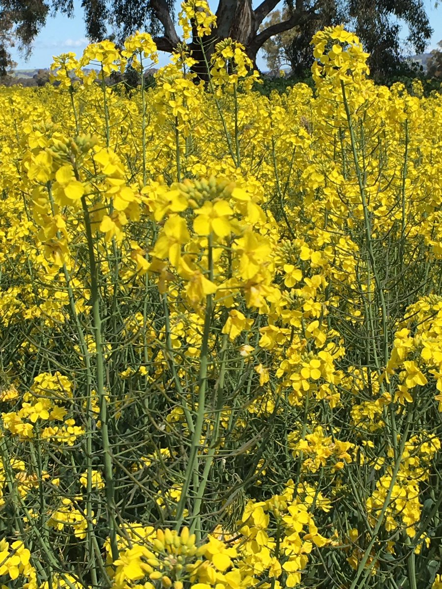 grassrootsag's tweet image. Bees in late flowering 970CL canola, loving some sun &amp;amp; warm temps as spring finally arrives #softfinish