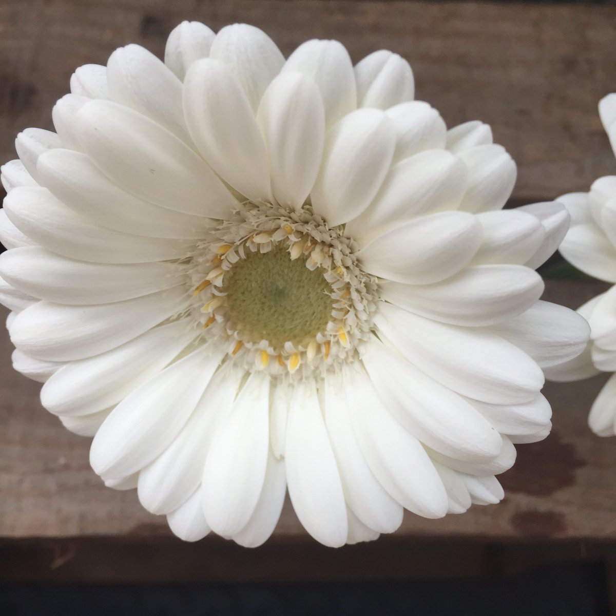 Simple and stylish white Gerbras.