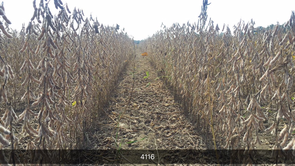 Channel_SIL's tweet image. 4116R2X continues to be strong performer for growers and in plots! #xtendmyyield @RRPLUS @ChannelSeed
