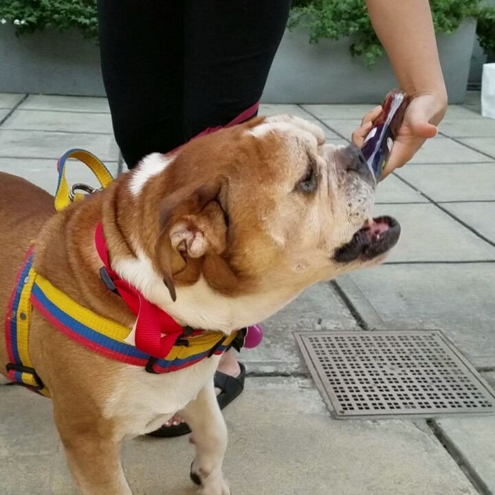 WagEnabled's tweet image. Our booth is open at @barkworldexpo . Thank goodness for @ziwipets for sending us some amazing giveaways!! #whydoes…