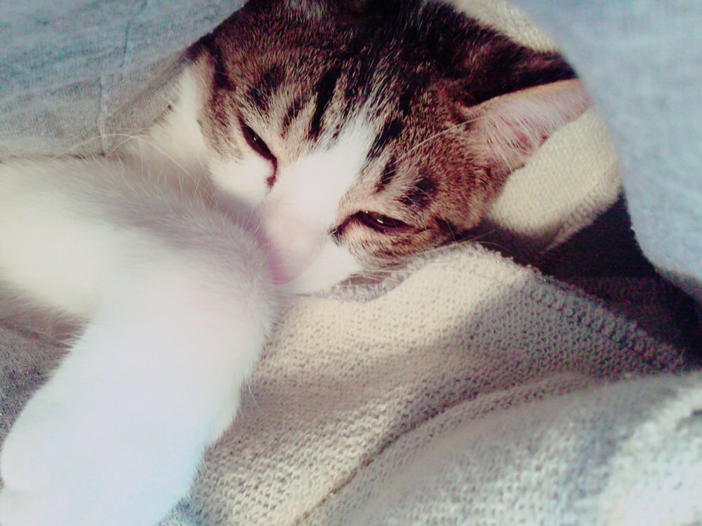 xUmi_cAT's tweet photo. 今朝の海さん🐱💙
ジャケットの中ʅ（◞‿◟）ʃ

朝はもう寒いせいか
なかなか今日は布団から
出なかったな〜ʅ（◞‿◟）ʃ

#猫好きさんと繋がりたい https://t.co/ZPcrjAKFT1
