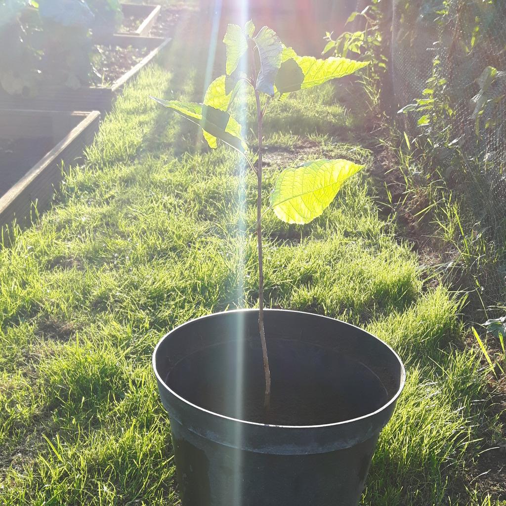 rootsforfuture's tweet photo. A cherry #tree sapling #growninbritain #GiBweek2016. Come plant with us! https://t.co/vLHSVwyTnu