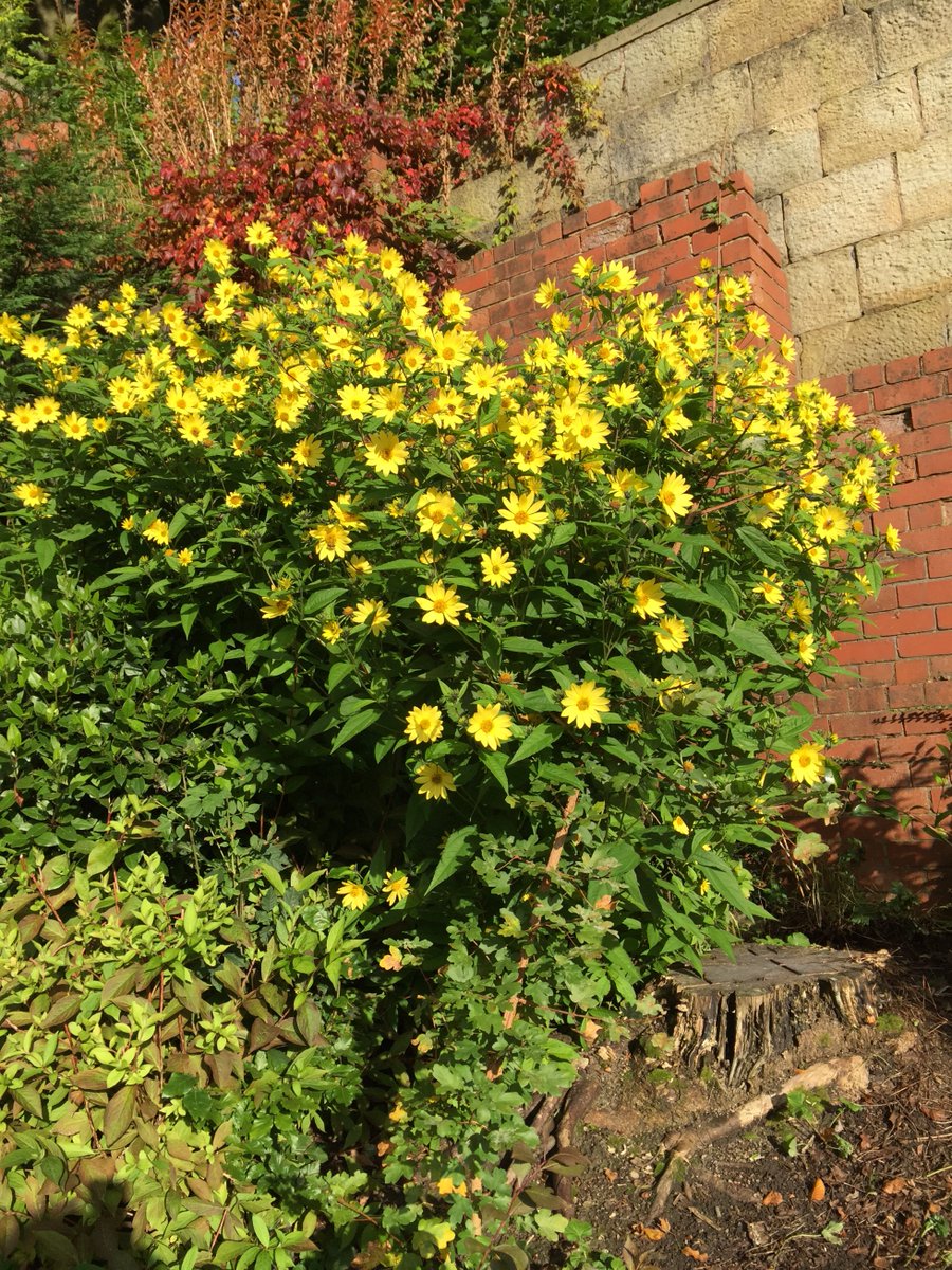 "Our England is a garden, and such gardens are not made
By singing:- 'Oh, how beautiful!' and sitting in the shade"
We made this garden :-)