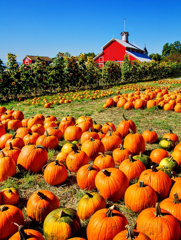 Local_pgh's tweet photo. Fall is for pumpkins and festivals https://t.co/nMn4YTBuzU @CitiparksEvents @SoergelOrchards @SchrammFarm @freshgratedparm @The_Steel_Trap https://t.co/Dh933OxnTL