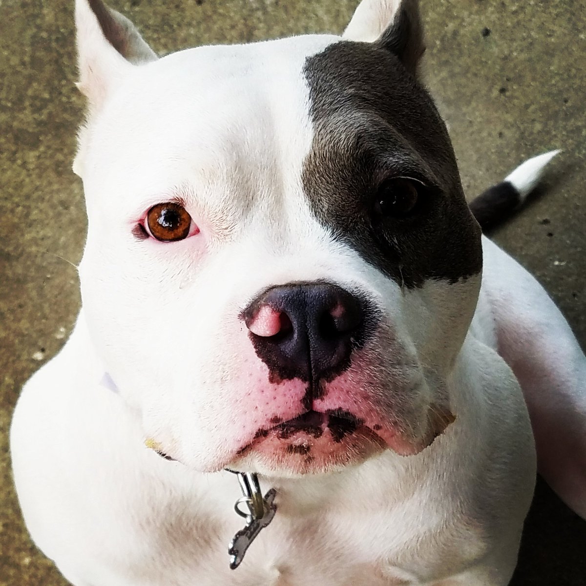 picklesthepit's tweet photo. Los Angeles!! Here we come! Pit bull awareness event at Westchester Recreation Center tomorrow! Come on out and say hi! https://t.co/HMDeczHkQb