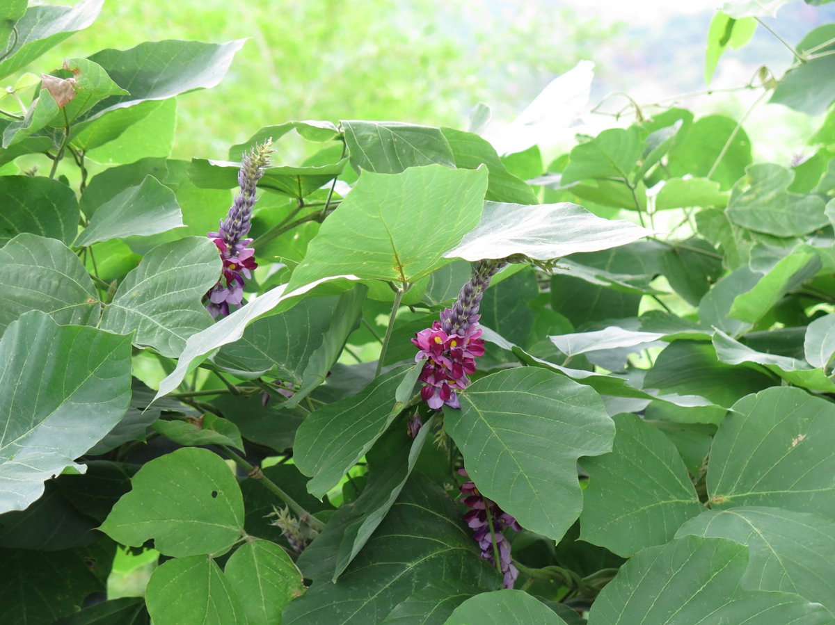 呑気な頼さん 有用で有害な 葛 クズ 繁茂力の高さや拡散の速さから 有害植物ならびに侵略的外来種として指定され駆除 が続けられていますが 一方では有益で高級な植物でもあります 高級食材としては吉野葛 漢方薬としてはお馴染みの葛根湯ですね