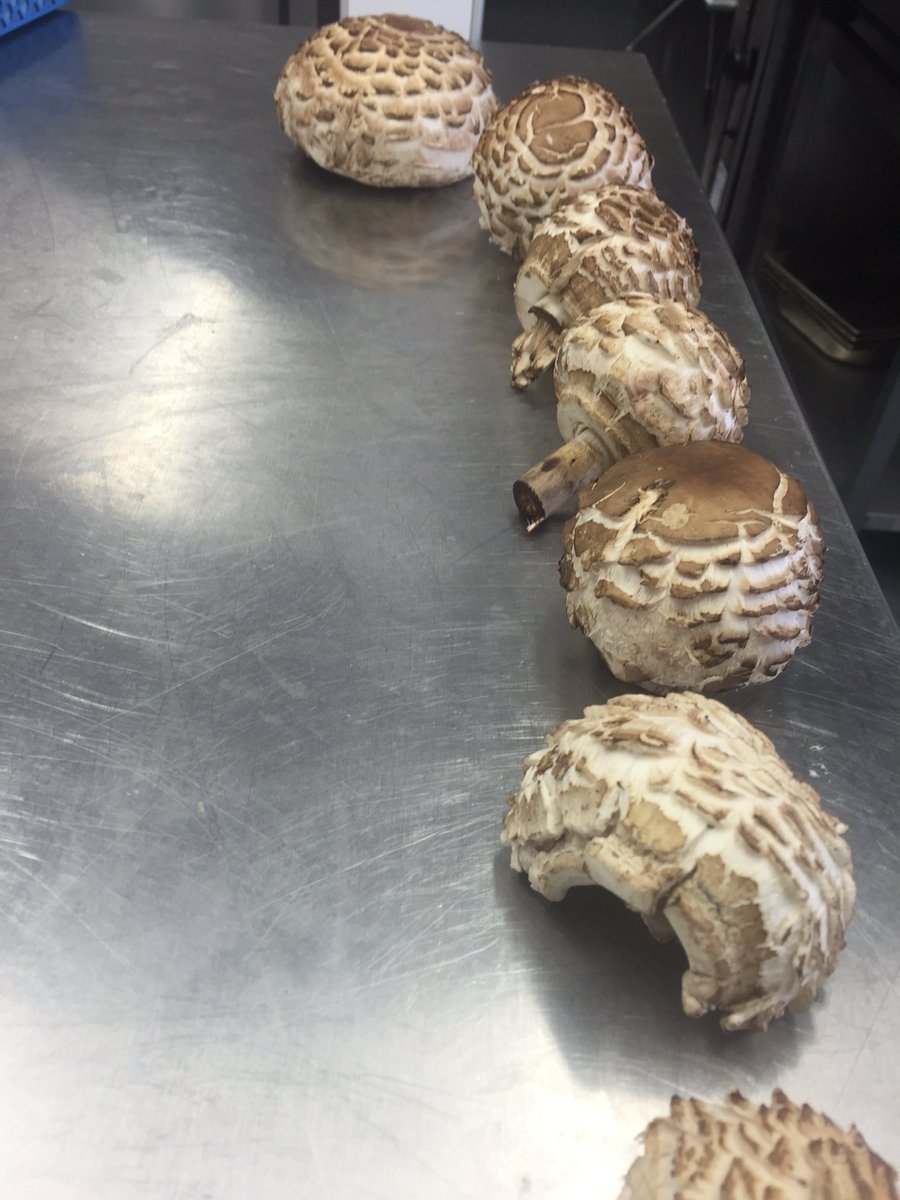 Some awesome shaggy parasol mushrooms for tonight, # food #@CellarDoorHFD