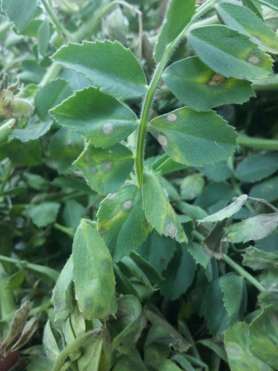 Lab de Fito UCC tweet media