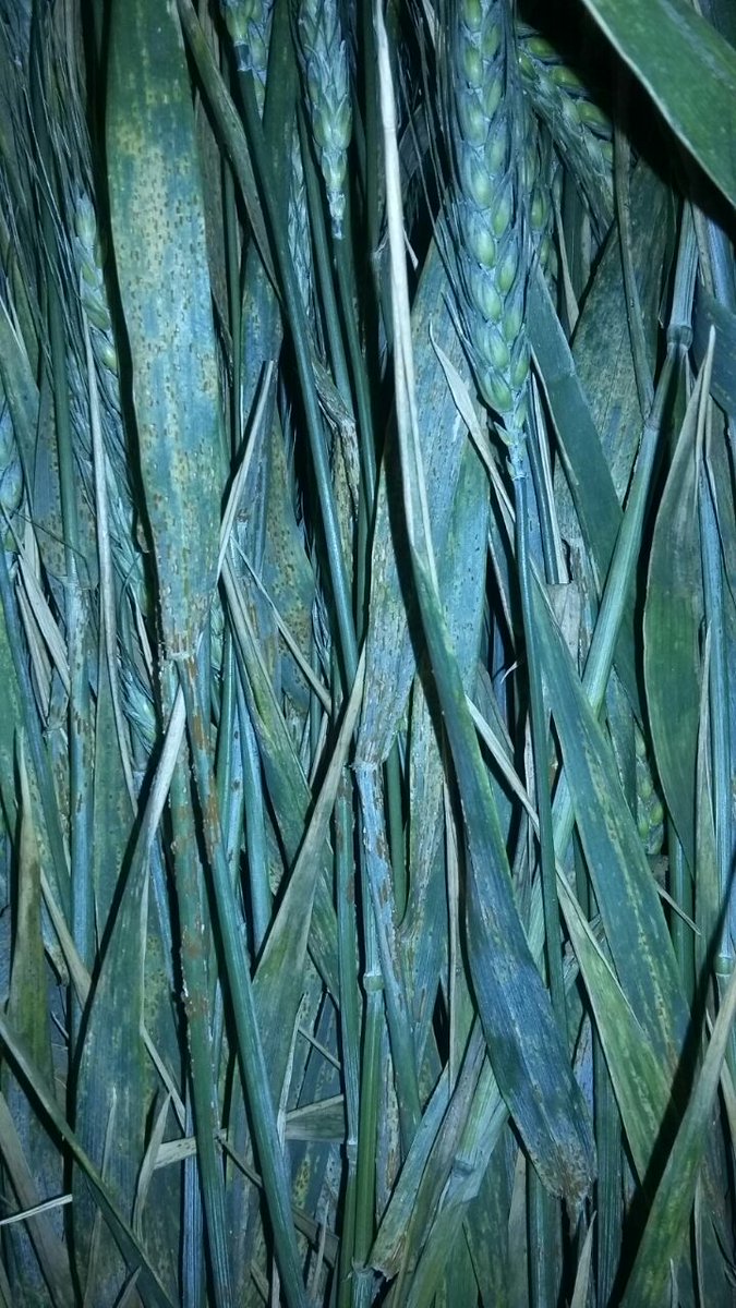 Trigo de origen La Para, Córdoba, con alta severidad de roya.