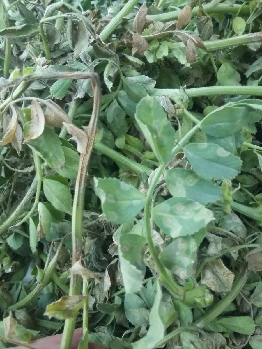 Empezó Ascochyta (rabia) en Garbanzo, zona de Jesús María.