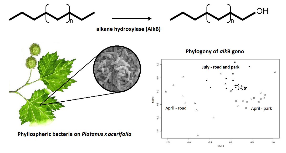 microDISAT's tweet photo. Diversity and hydrocarbon-degrading potential of epiphytic microbiome on Platanus The paper is out https://t.co/9hUDq53g9g @unimib @uhasselt https://t.co/TRQSuKgsub