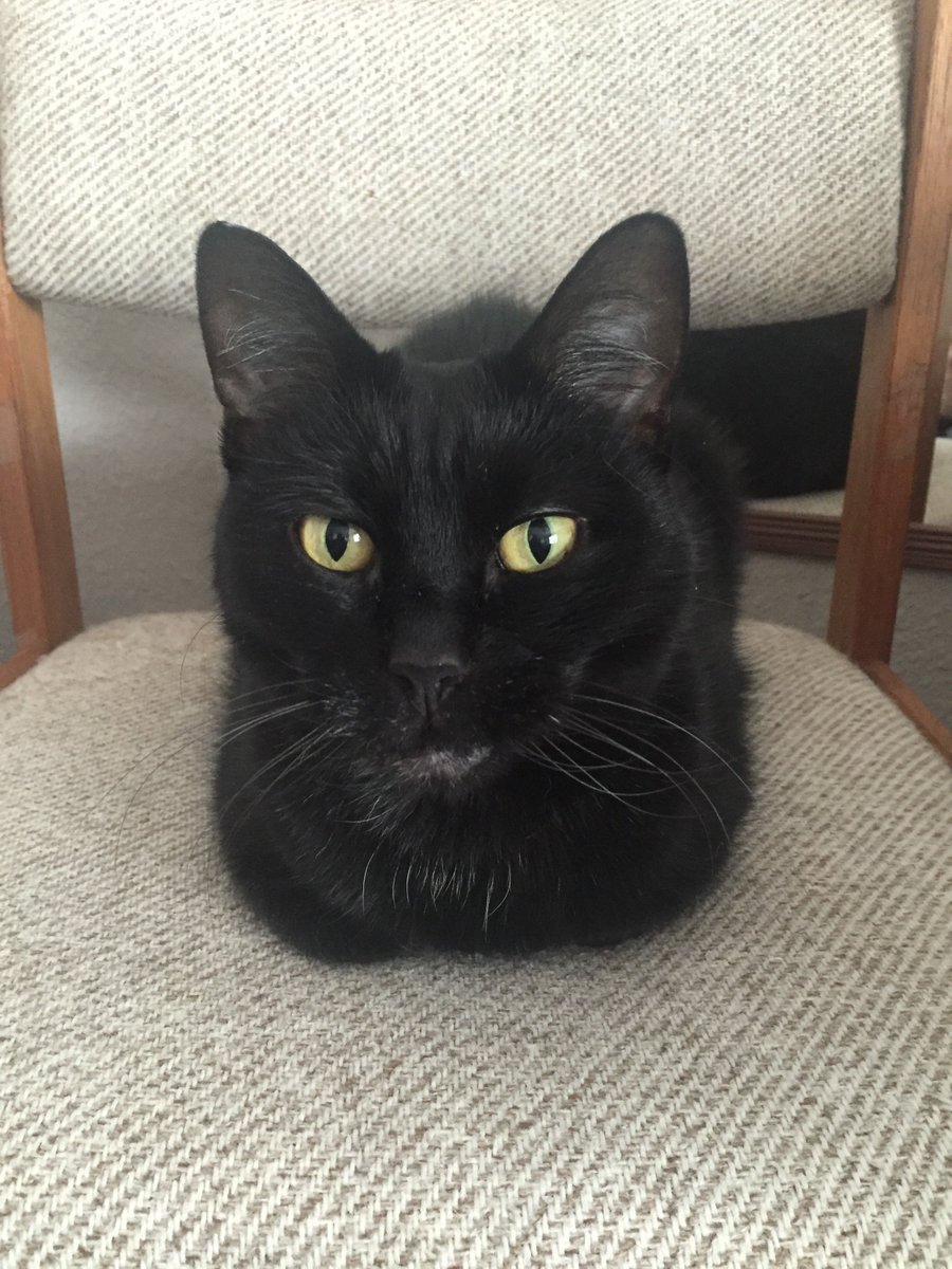 findlostcat's tweet photo. #Lostcat
My name is Belladona I was last seen on Brookdale Drive, Colorado Springs, Colorado. Please contact Grant at 719-592-0835 with info https://t.co/8oc2h1u7DG