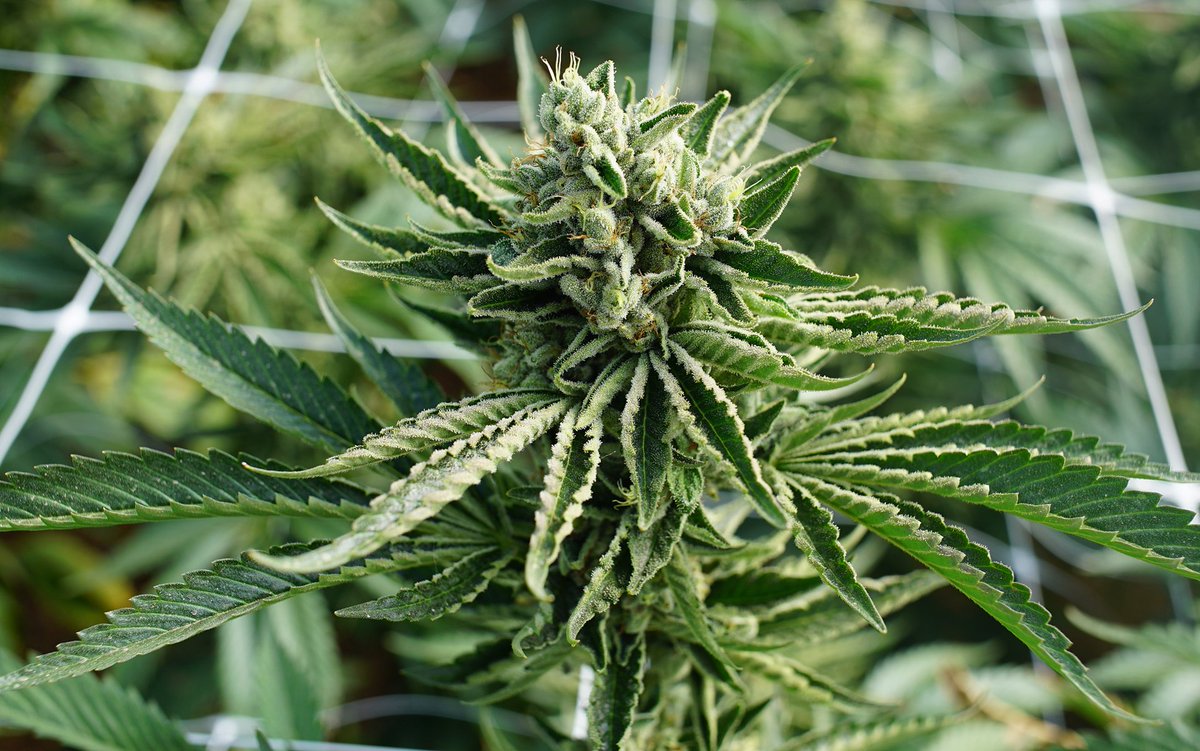 medicinalfeed's tweet photo. The Science of Sativa Cannabis Strains https://t.co/H2E0hOupKj #Science_Tech #science #science_and_tech #sponsored_article #strains https://t.co/jARB8tv2Bg