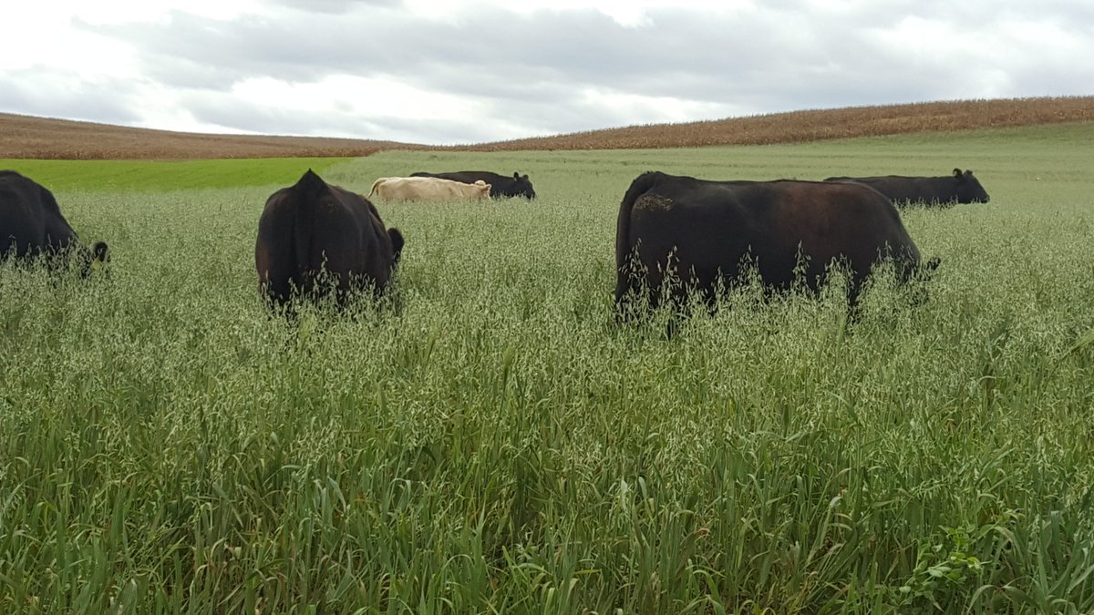 Strip grazing  cover crops is sure saving our rear end this year.#covercrops #Drought2016