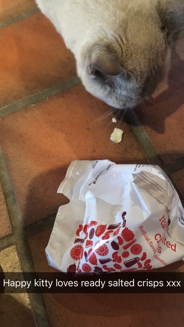 JasmineeGee's tweet photo. Love that my main form of communication with my mum while I'm at uni is her sending me pictures of my cat https://t.co/9e3An30zEI