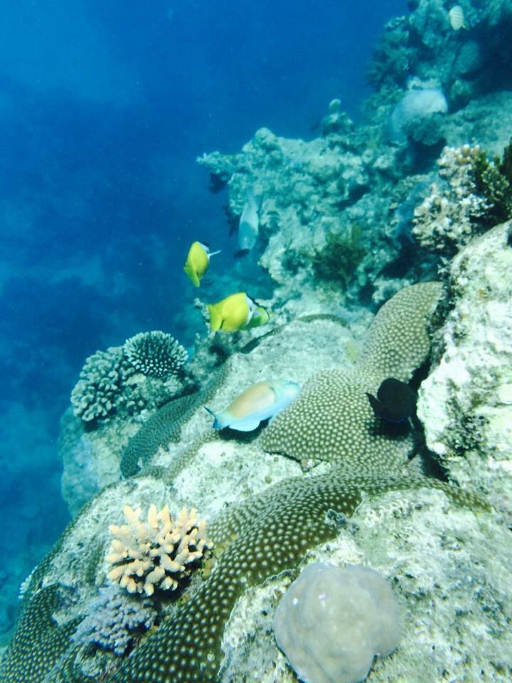 HoppyHayes_'s tweet photo. Sadly, the Great Barrier Reef has been dead for years. I took these photos in the summer of 2014, and it was heart breaking to see. https://t.co/VwsFqjhOVV