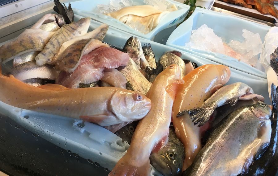 BR24's tweet photo. In Rötz im Landkreis Cham ist heute die Oberpfälzer Fischsaison eröffnet worden. #leckerfisch
https://t.co/JgI9FTfwn4 https://t.co/4SffGEFvJB