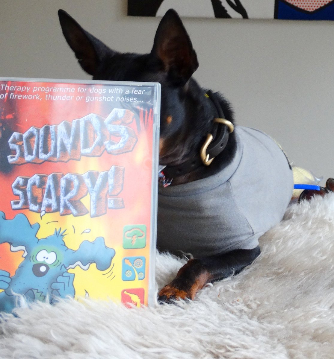 annawebbdogs's tweet photo. Mr Binks pre-empts doggy #fireworkfear with his Sounds Scarey CD & @equafleece anxiety T Shirt. https://t.co/CLWN0TIu7c @DogsTrust https://t.co/nzppY3n2fb