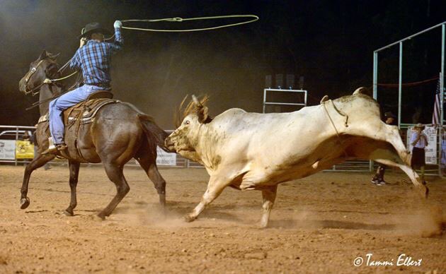 TammiElbert's tweet photo. I'm right here! #sneakybull #Bulls #bullriding @yourtake @Ben_Rafter7P @RodeoChat #GeraldMO #bullride #buckingbull #rodeo @youpic https://t.co/BBClMcVz2e