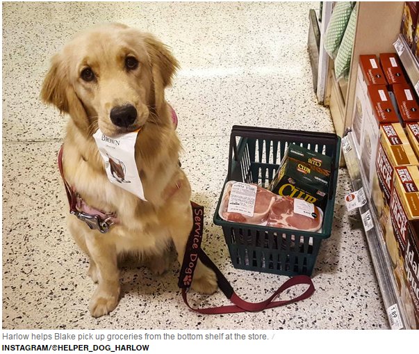 AOTAIncPR's tweet photo. With the help of her assistance dog (Instagram: @Helper_Dog_Harlow), this aspiring OT is crushing goals. @CBSNews https://t.co/g6GzQTDUKI https://t.co/CR9pvCiWLp