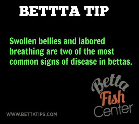 BettaFishCenter's tweet photo. #bettatip ... https://t.co/1S84edbNwe