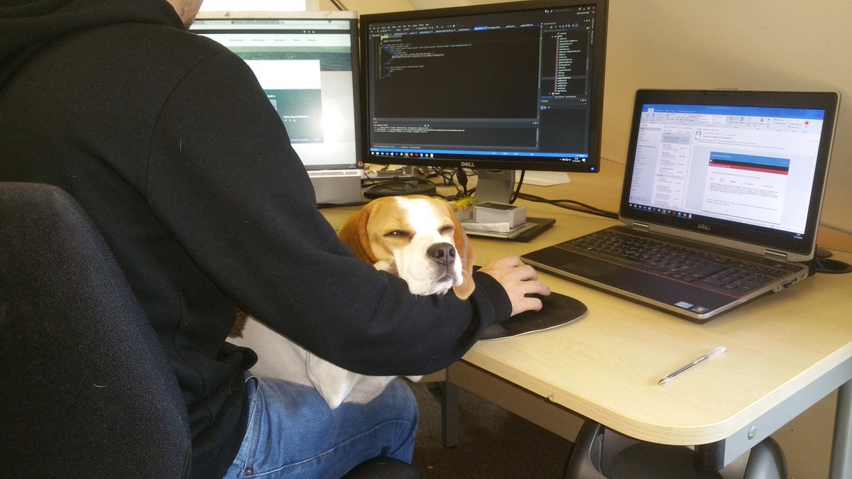 charleyswoof's tweet image. I thought a day helping @Edgebound design a new site for @Boatshowrooms would be more fun than this.  #beaglesatwork #workingdog #webdesign