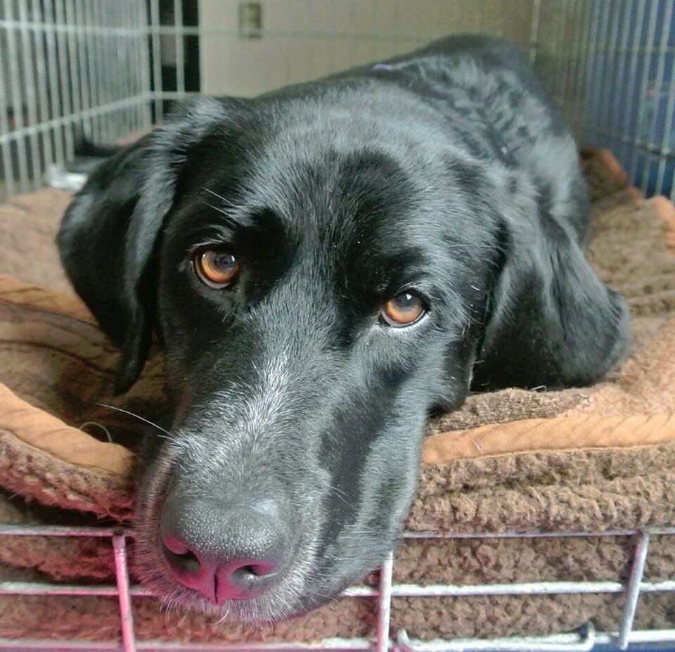 Lab Rescue LRCP (@LabRescueLRCP) | Twitter