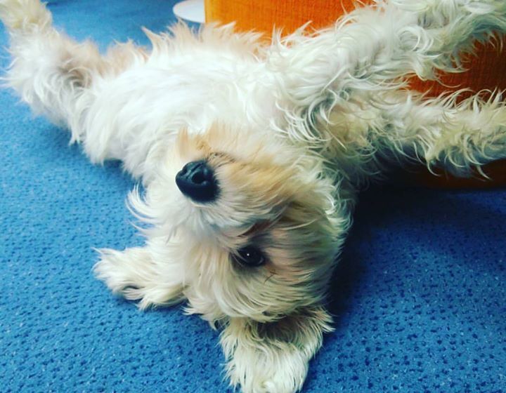 MilanovicAna_'s tweet photo. Life of Pablo 🐾
#dog #minischnauzer https://t.co/ZNq6wRx74P https://t.co/ceBOt4Q89J
