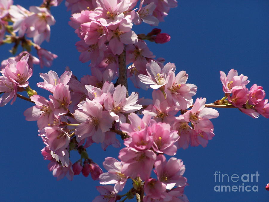 Victork1001's tweet photo. Flowering Plum 5 by Victor K https://t.co/J7VWtQ7lCp #flowering #plum #plums #Chinese #National #flower #fineart #HomeDecor #WallCard #card https://t.co/kYOUwaEvXS