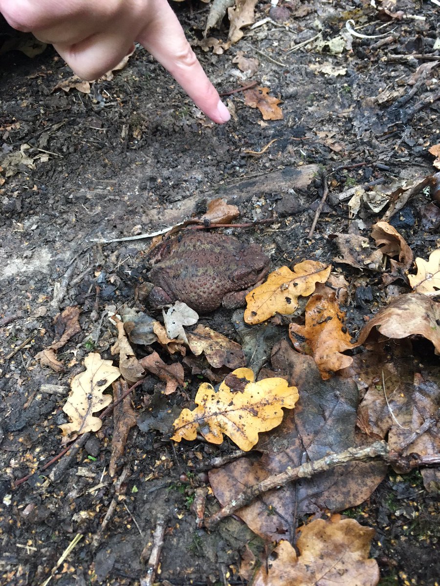 ItchenCare's tweet photo. Fabulous day. Thank you to @HantsIWWildlife for a great Forest Schools experience at Swanwick Lakes with Dawn. https://t.co/Foj5nsV7Lv