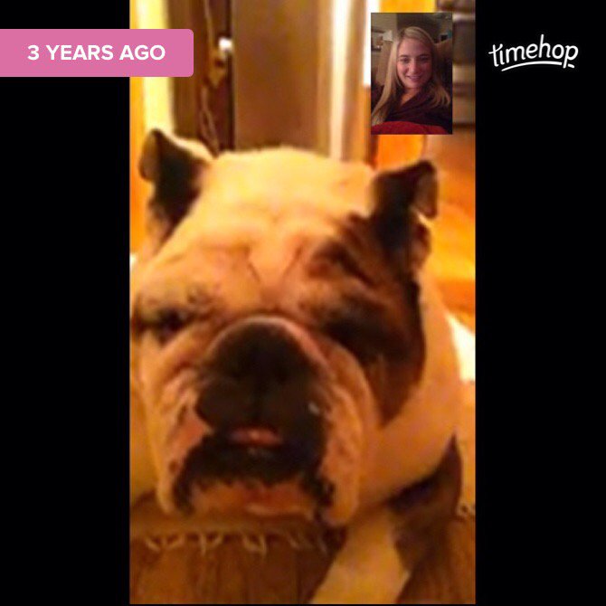 EiAbitz's tweet photo. Miss seeing this wrinkly face 😢💔🐶 https://t.co/kJaqaTix68