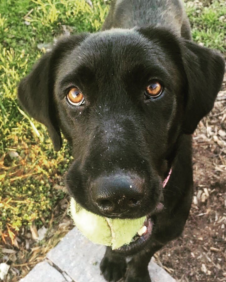 lab rsscue lab rsscue