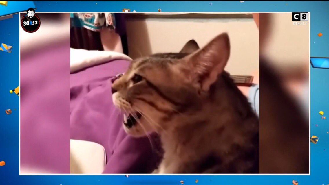 Tpmp C Est Le Chat Le Plus Drole Du Monde Tpmp 35heuresdebaba Tpmp C Est Le Chat Le Plus Drole Du Monde Tpmp 35heuresdebaba