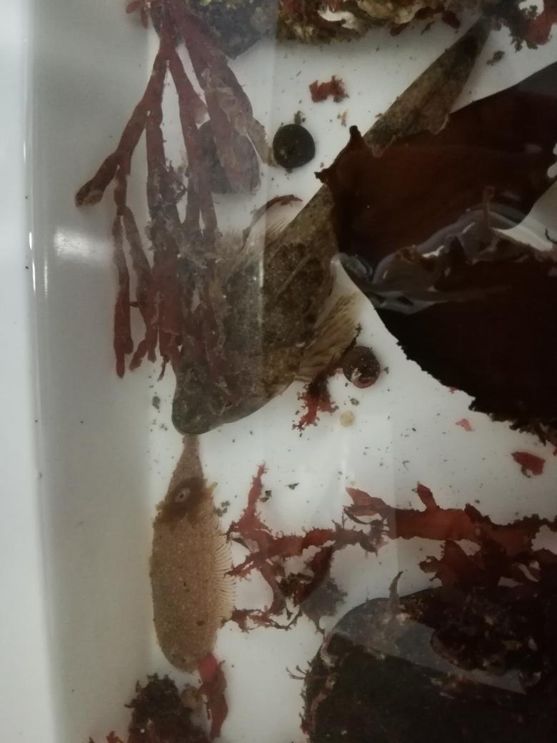 It's a cuttlefish at #mbabioblitz! One of many finds so far... <a href="/thembauk/">MBA - Marine Biological Association</a>