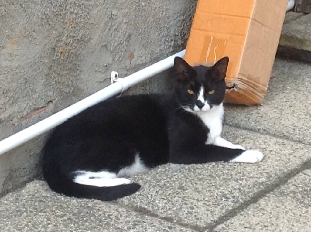 Issam Bin Saeed tweet media