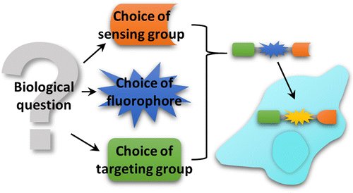 ACS_Sensors's tweet image. #SensorIssues by E.J. New @Sydney_Uni using small molecules as intracellular fluorescent sensors? acspubs.co/2lSD304Nb7w