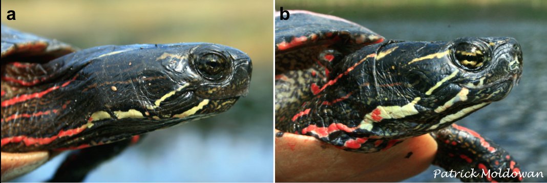 AlgonquinWRS's tweet photo. New paper: Cranial and #tomiodont dimorphism in turtles, w/ #PaintedTurtle model. #SexualDimorphism #SexualSelection
https://t.co/7PcqClMI0v https://t.co/AKuNtoRnKi