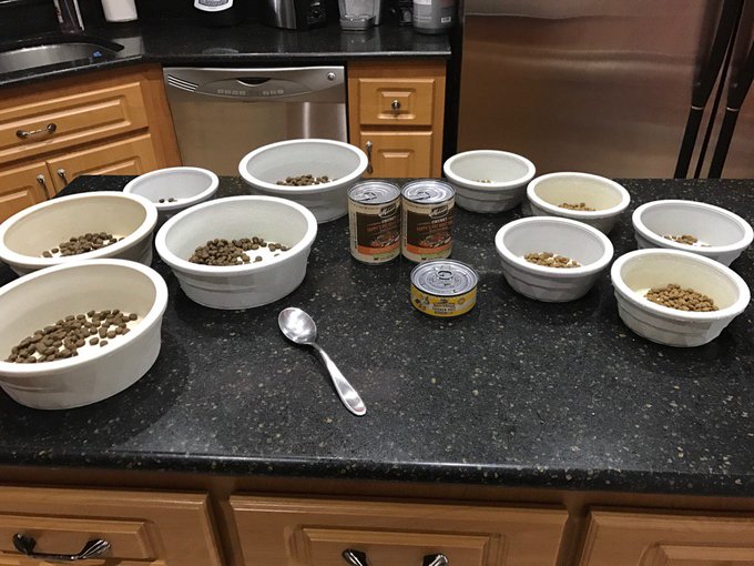 This is why my pet food bill is so high! I only buy good food for all of my babes &amp; I have so many! https://t