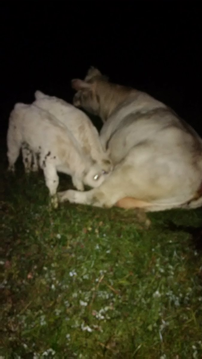 PotterBarry's tweet photo. Things you see at 5 am on pasture @pottercharolais. #sleepycow. #hungrytwins. @OntarioBeef https://t.co/K6aZOrWInJ