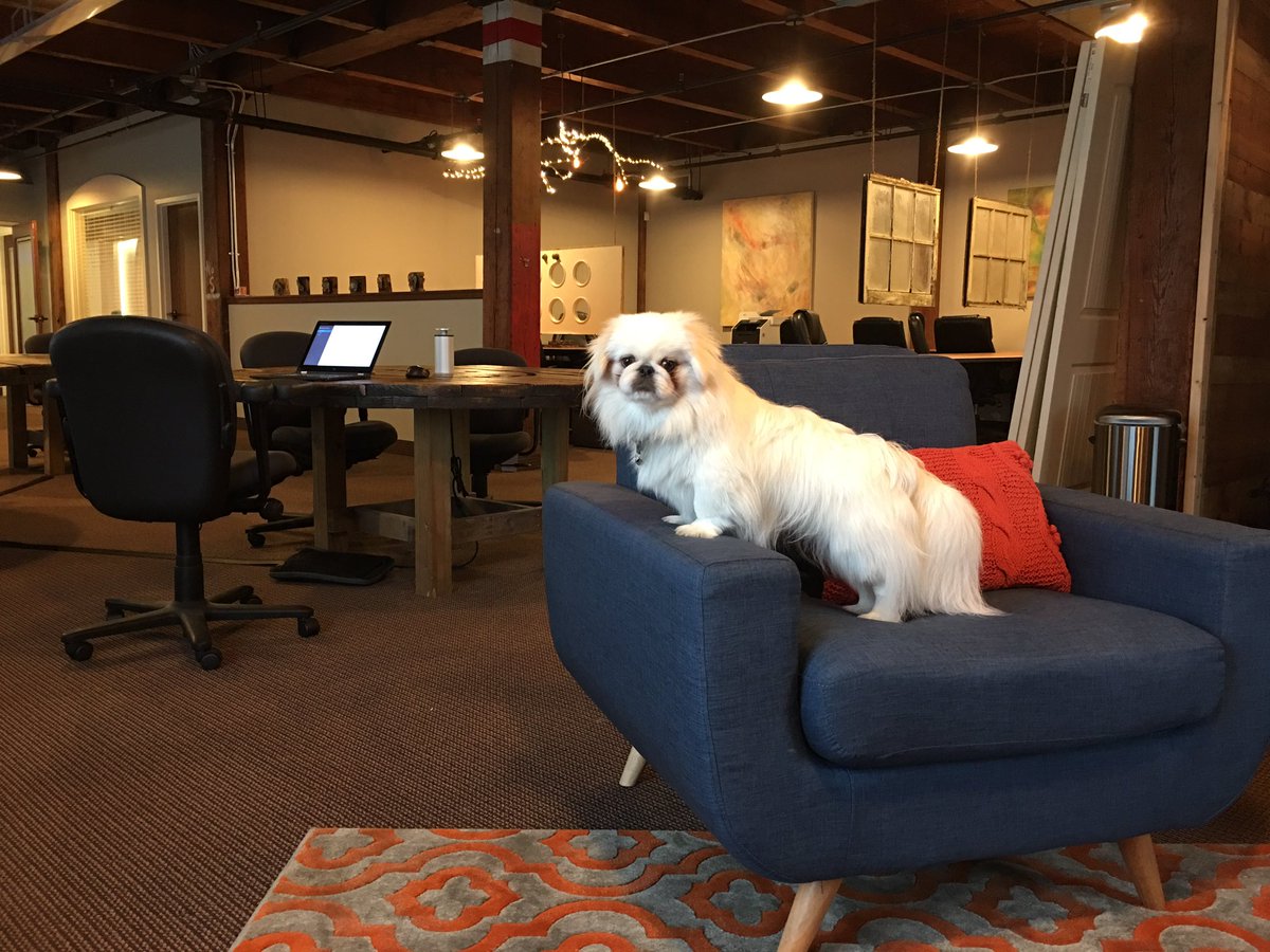 BlakeAMoser's tweet image. When your dog thinks he owns the coworking space! @CoWorkTyler 

#coworking #coworkspace #cowork #recruiting #recruitinglife