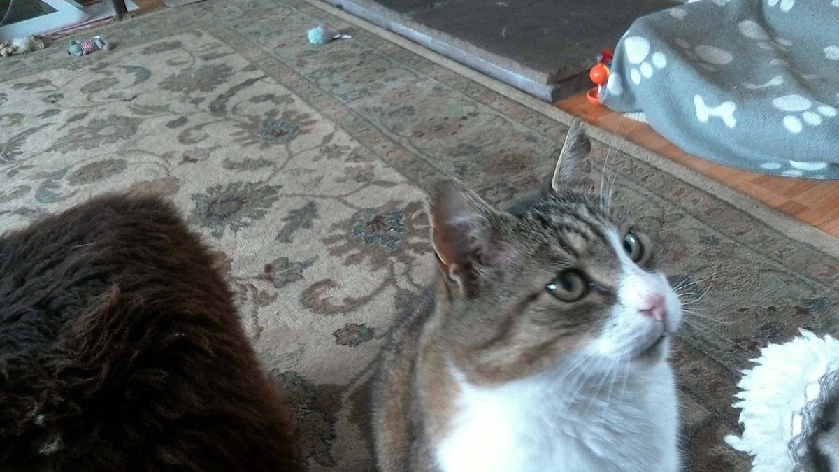 LlysNini's tweet photo. Lost Limeslade Swansea may have got in a car pls share widely 07443429453 @Swanseacats @CatsProtection @SwanseaCVS @NPTCVS @MumblesPier RT https://t.co/wU5Z8KCwOz
