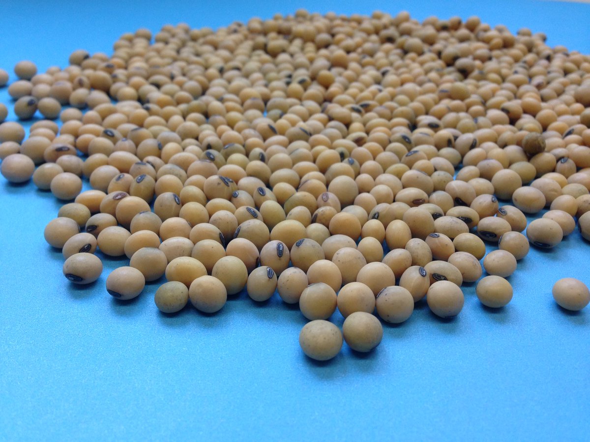 TLCourt's tweet image. Now booking NSC Tilston soybeans - highest yield on our farm for 2 years. Trust a seed grower with your seed purchase decisions @courtseeds