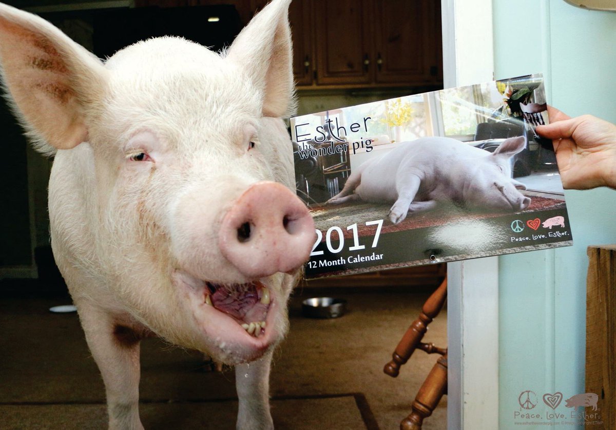 Grinding Teeth Pigs grind their teeth for a variety of reasons. To determine