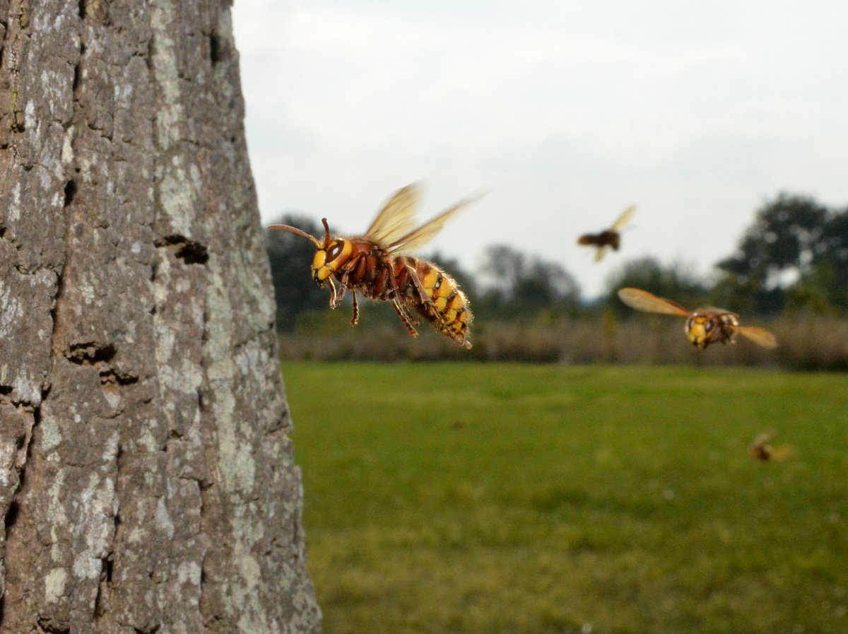 Funtography_UK's tweet photo. 'On final approach'.  Eventually got the shot I wanted after five visits to a Hornets nest. #WildlifeTrust #photography https://t.co/uCt6FHpRDs