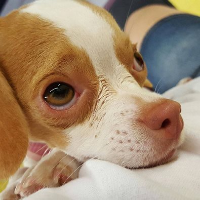 4PawsRoselle's tweet photo. Our #pups are #lonely here at #4pawsinnroselle. Come in today for a #FREE #meetandgreet. #PAWsomepups #minibeagle #Lola https://t.co/bmvbbjliGR