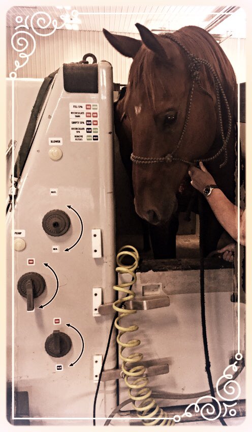 Pass the salt please. #saltspa #horsesloveit #goodbyeswelling