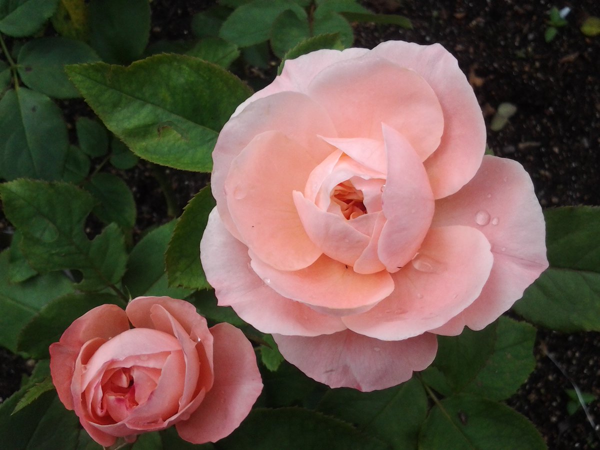 萬衛門 Twitterren せん という名の新種の和バラです まだ咲き始めなので婆 孫 母の順に並んでいますが 最盛期になればもっと花数が増え固まってバンドになります それを薔薇語ではフロリバンダ 房バラ といいます なぜ せん という名なのかはわかりま