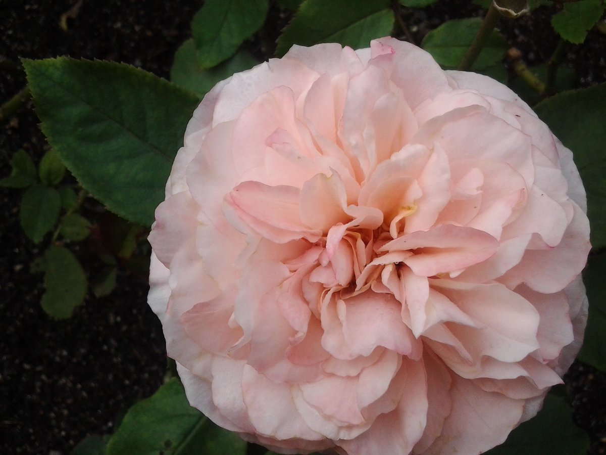 萬衛門 Twitterren せん という名の新種の和バラです まだ咲き始めなので婆 孫 母の順に並んでいますが 最盛期になればもっと花数が増え固まってバンドになります それを薔薇語ではフロリバンダ 房バラ といいます なぜ せん という名なのかはわかりま