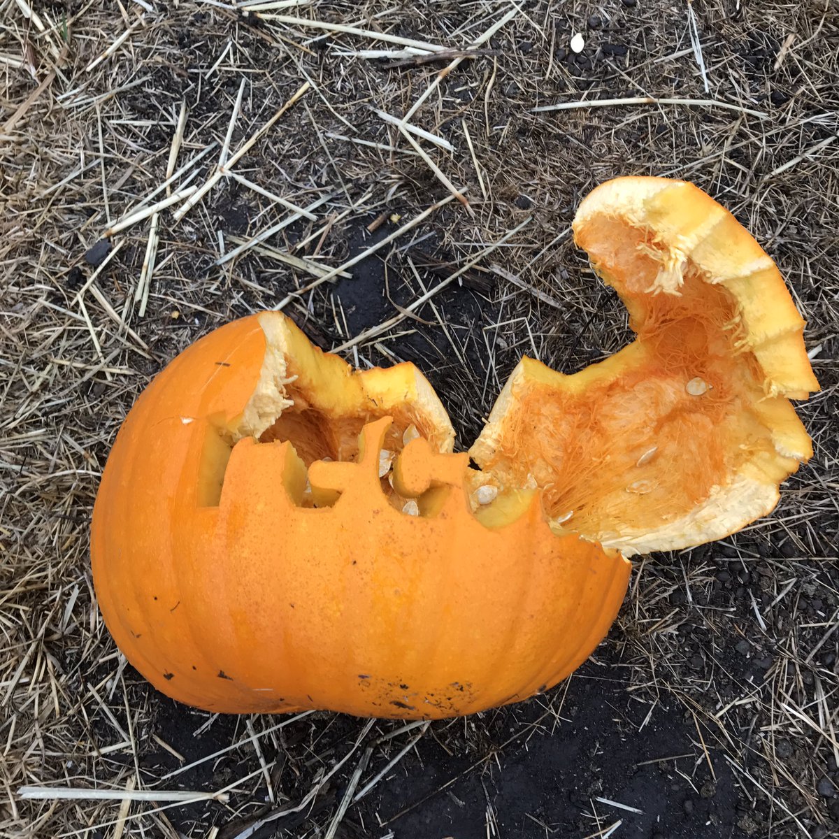 crazyfoo's tweet photo. My entry for "scariest" in our 2nd annual @twitter #BooLT Punkin Chunkin offsite. Trumpkin won 😂 https://t.co/v2lHqeAgjJ