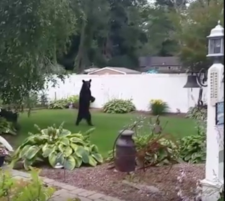 Complex on Twitter "Someone assassinated Pedals the bear that walked